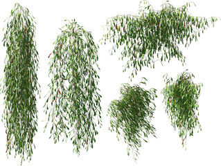 spotted fern plant hq arch viz cutout plant 3d render © Mathias Weil