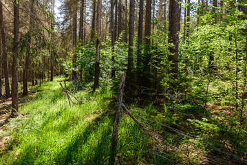 Aufforstung  bei Borkenkäfer befallenen Wald 