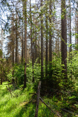 Fototapeta na wymiar Aufforstung bei Borkenkäfer befallenen Wald 