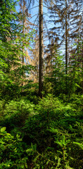 Aufforstung  bei Borkenkäfer befallenen Wald 