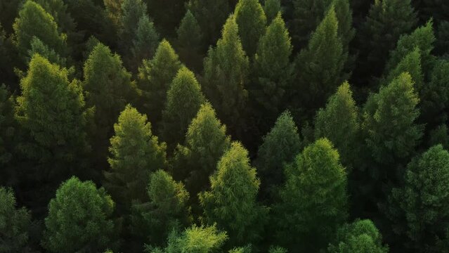 Amazing and grand green forest scenery at sunset of motion journey copter. Big wood pines and firs in great wild nature. Aerial view of forest landscape in summertime day. Concept wildlife and nature 