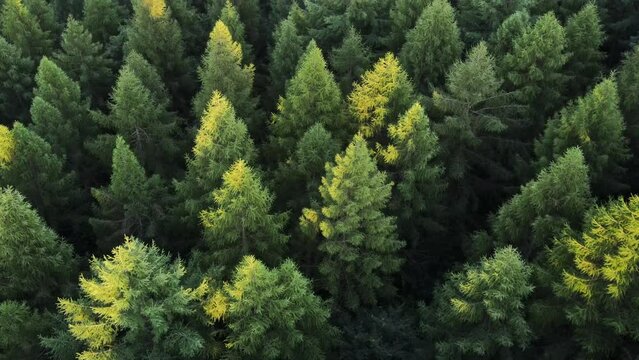 Amazing aerial drone view of majestic spruce forest in sunset light. Open mind. Relaxing silent concept. Hope dreams. Evergreen trees in summertime. Outdoors lifestyle for healthy and fresh air