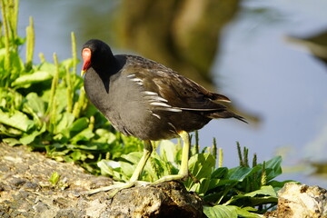 The common moorhen (Gallinula chloropus), also known as the waterhen or swamp chicken, is a bird species in the rail family (Rallidae). Hanover, Germany.