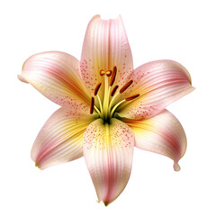Fototapeta na wymiar Lily flower. isolated object, transparent background