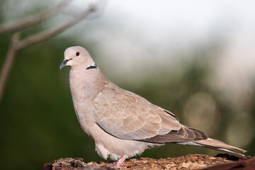 Eurasian collared dove (Streptopelia decaocto).