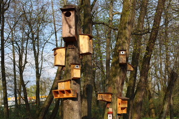 Bird feeders on a tree in the park. Many bird feeders. Many different houses for birds. Feeders on a tree. Feeder for a starling. Wooden feeders
