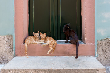 Cats resting in front of a door in Sokraki village, Corfu, Greece