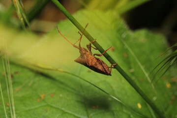 Halyomorpha Halys insect macro photo