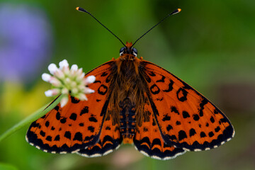 Fototapeta premium butterfly, insect, nature, flower, summer, animal, macro, orange, wildlife, wings, garden, plant, beauty, spring, beautiful, colorful, fly, wing, fauna, butterflies, black, close-up, grass, tropical