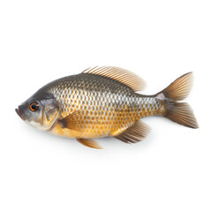 Crucian crap fish on white background. 3D illustration digital art design, generative AI