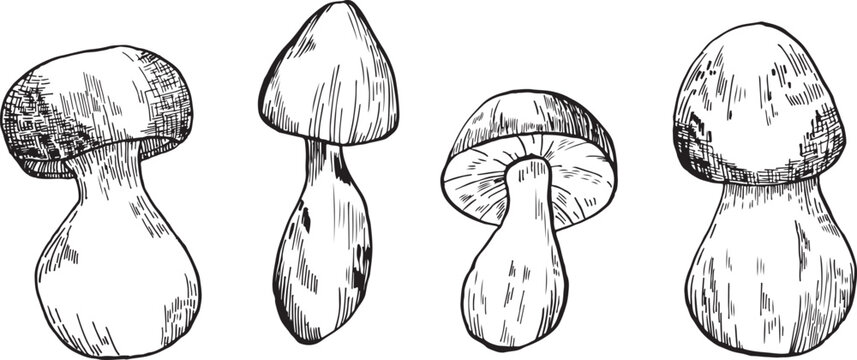 Mushrooms vector graphics. Mushrooms line art illustration. Graphic mushrooms for invitations. Mushrooms highlighted on a white background