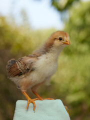 Young newborn chick in garden