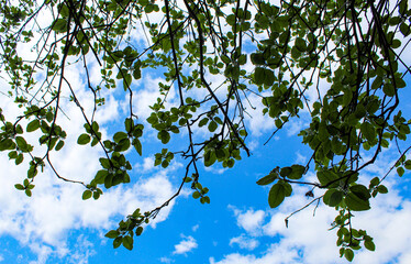 branches against blue sky