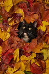 black and white cat looking through hole in colorful autumn leaves foliage. Autumn background with a cat pet - 621500825