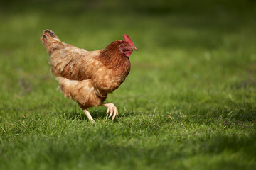Chicken on grass in garden
