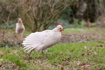 Young white chicken in the grass stretching wings