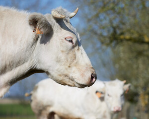 Close up portrait of a white cow