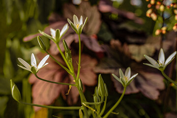 Garden flowers in macro photography with bokeh.