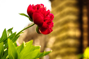 Garden flowers in macro photography with bokeh.