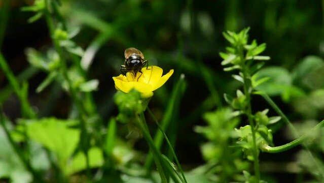 a fly takes pollen from a yellow flower in the green forest 2
