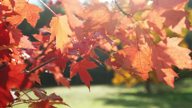 Super slow motion of falling autumn maple leaves outdoors. Filmed on high speed cinema camera, 1000 fps.