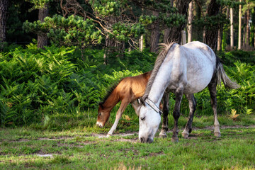Grey New Forest Pony and a Bay Foal