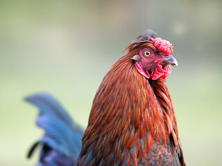 Portrait of a rooster isolated on blurred background