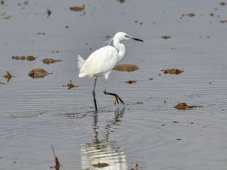 Little Egret, Egretta garzetta, in the marsh of the albufera of Valencia, Spain