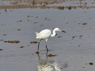 Little Egret, Egretta garzetta, in the marsh of the albufera of Valencia, Spain