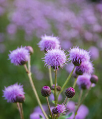 Blessed milk thistle flowers, close up. Silybum marianum herbal remedy plant, Saint Mary's Thistle, Marian Scotch thistle, Mary Thistle, Cardus marianus blossom