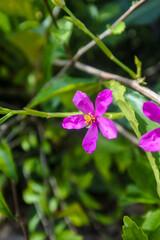closeup of blooming Talinum portulacifolium or commonly called fameflower pink flower