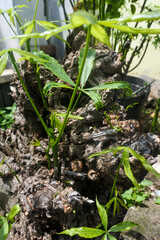 tree buds that grow from large dead tree trunks