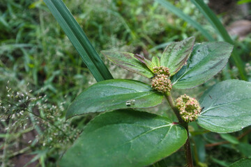close-up of the Asthma Plant or Garden spurge or Chicken Weed (Euphorbia hirta) growing in a neglected land