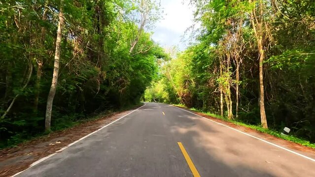 road in the forest.
