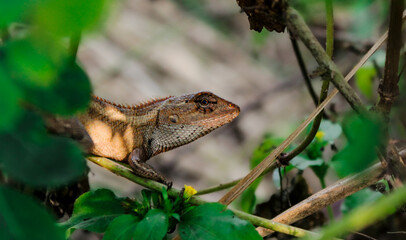 Brown Chameleon Graden Lizard Peeking Through The Bush
