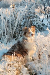 Australian Shepherd im Schnee
