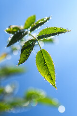green leaf with water drops