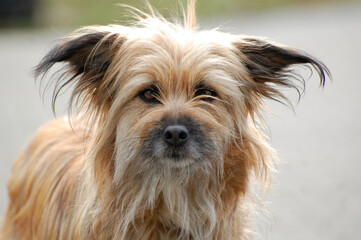 Berger de Pyrenees Portrait