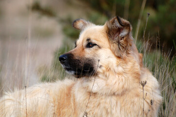Hundeportrait Harzer Fuchs