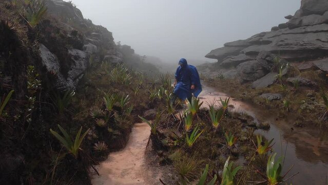 Hiker in blue raincoat walking on flat-topped Roraima mount, stops and drinks rainwater, Canaima national park, Venezuela