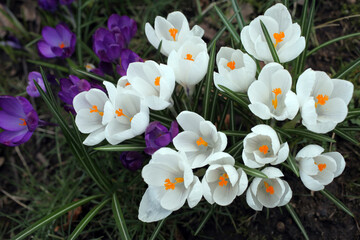 Group of crocus - Duthie park - Aberdeen - Grampian - Scotland - UK
