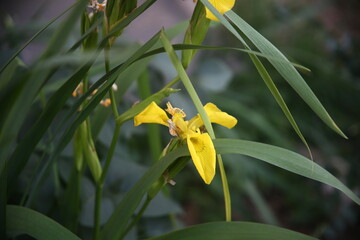 yellow flower in the garden