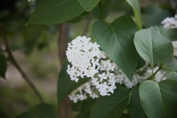 Close up white flowers in the garden