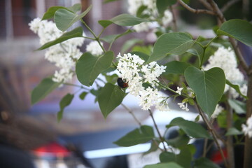 white flowers lilac of a tree in summer day