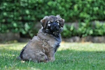 Berger de Pyrenees Welpe Portrait