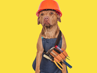 Cute brown dog, apron and orange helmet. Closeup, indoors. Studio shot. Congratulations for family, relatives, loved ones, friends and colleagues. Pets care concept