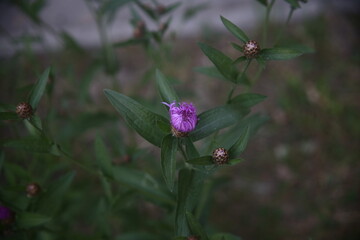 violet flower in the garden