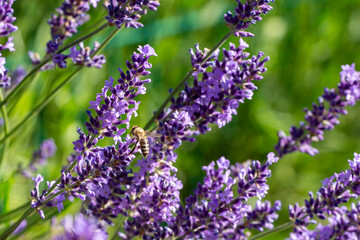 Obraz premium lavender flowers in the garden