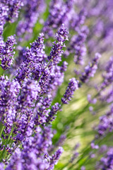 lavender flowers in the garden