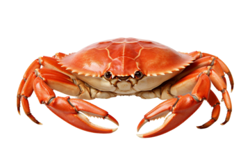 Steamed crab legs. isolated object, transparent background
